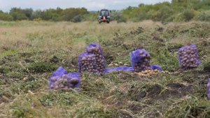 Как семья фермеров в Камышлинском районе выращивает картофель