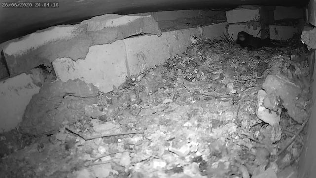 Стриж нашёл брошенное гнездо голубей - Swift found an abandoned nest of pigeons смотреть онлайн