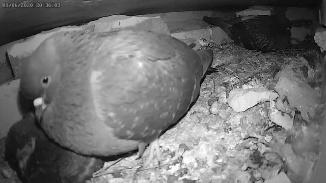 Голуби медитируют 1 - Pigeons meditate 1 смотреть онлайн