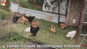 Цыплята и Курочки селяночки лучшие беспородные несушки 🥚 (297)