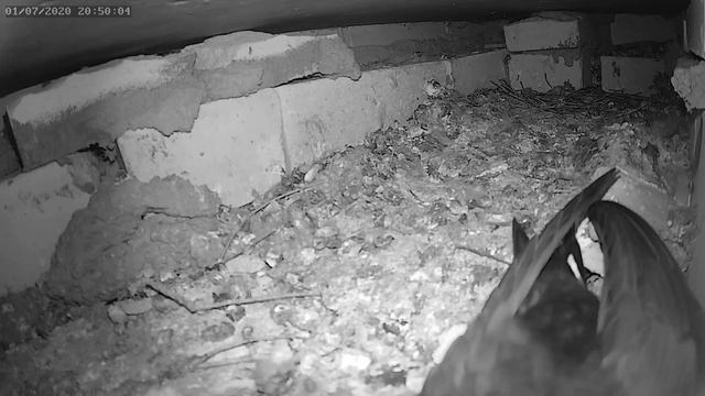 Стрижи настраивают камеру 01.07.2020 г. - Swifts adjust the camera 01.07.2020. смотреть онлайн