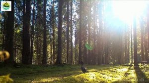 Глухарь на лесной дороге в заповеднике "Кивач". 07.09.2025.