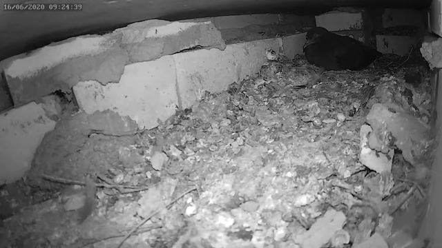 Птенец голубя решил высиживать яйцо 2 - The baby pigeon decided to hatch an egg 2 смотреть онлайн