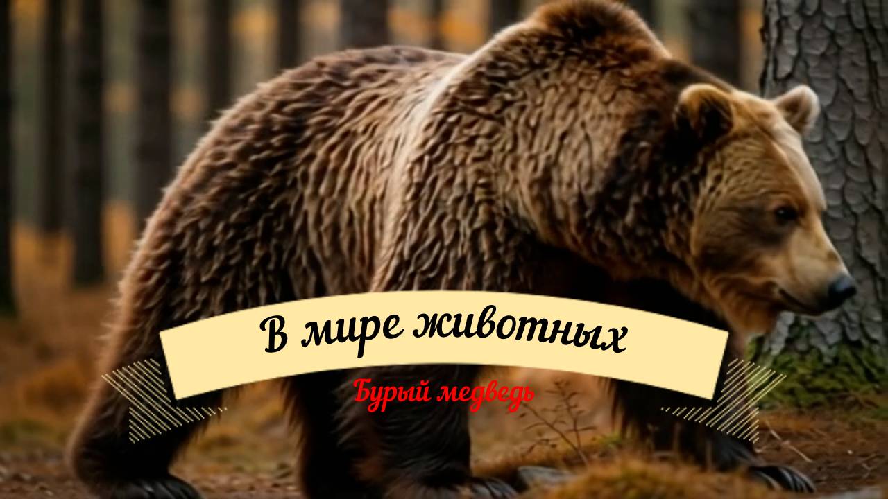 Бурый медведь: Лесной гигант и хранитель природы
