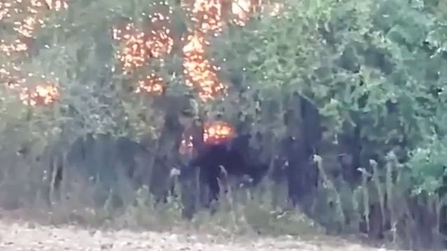 странное существо, которое двигалось среди деревьев
