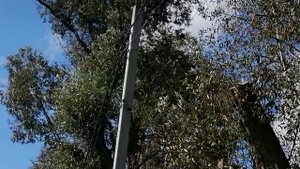 12.09.2025.Усадьба Парк Кино Ляхово. Парк Сибирских Кошек. Домодедово. Планы.Обзор проводимых работ