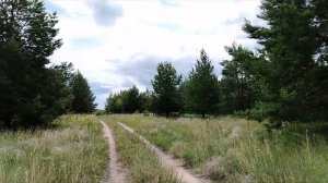 Ягодный сезон. Летняя прогулка