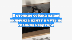 В столице собака лапой включила плиту и чуть не спалила квартиру