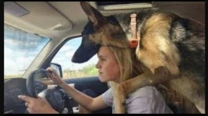 😅 Полицейские собаки делают всё, что угодно… кроме своей работы 🐶 Смешные видео с собаками