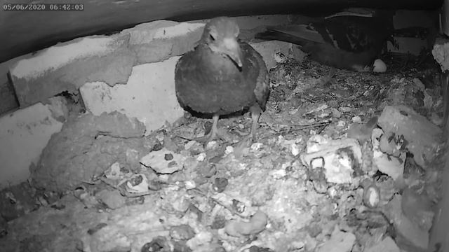 Голубь бросил птенца 1 - The pigeon left a baby bird 1 смотреть онлайн