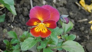 03=05=2025 ник     (36). ЦВЕТ