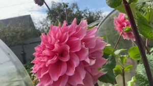 Вот такой розовый красавец зацвел на даче. Георгин розовый.