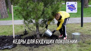 В Парке металлургов высадили семь молодых кедров