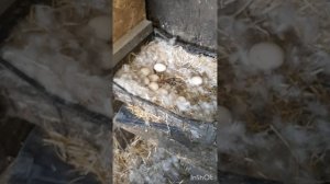 Животные.Сборник интересных моментов из жизни братьев меньших.Фильм2.mp4