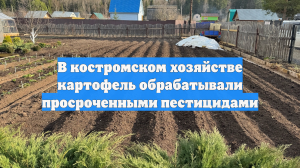 В костромском хозяйстве картофель обрабатывали просроченными пестицидами