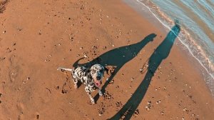 Утренняя прогулка с Лаки