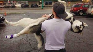 Хаски рождаются слишком драматичными и заслуживают «Оскара» 😂Самые смешные видео с животными 2025