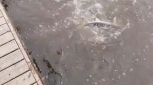 petal_20250912_085309