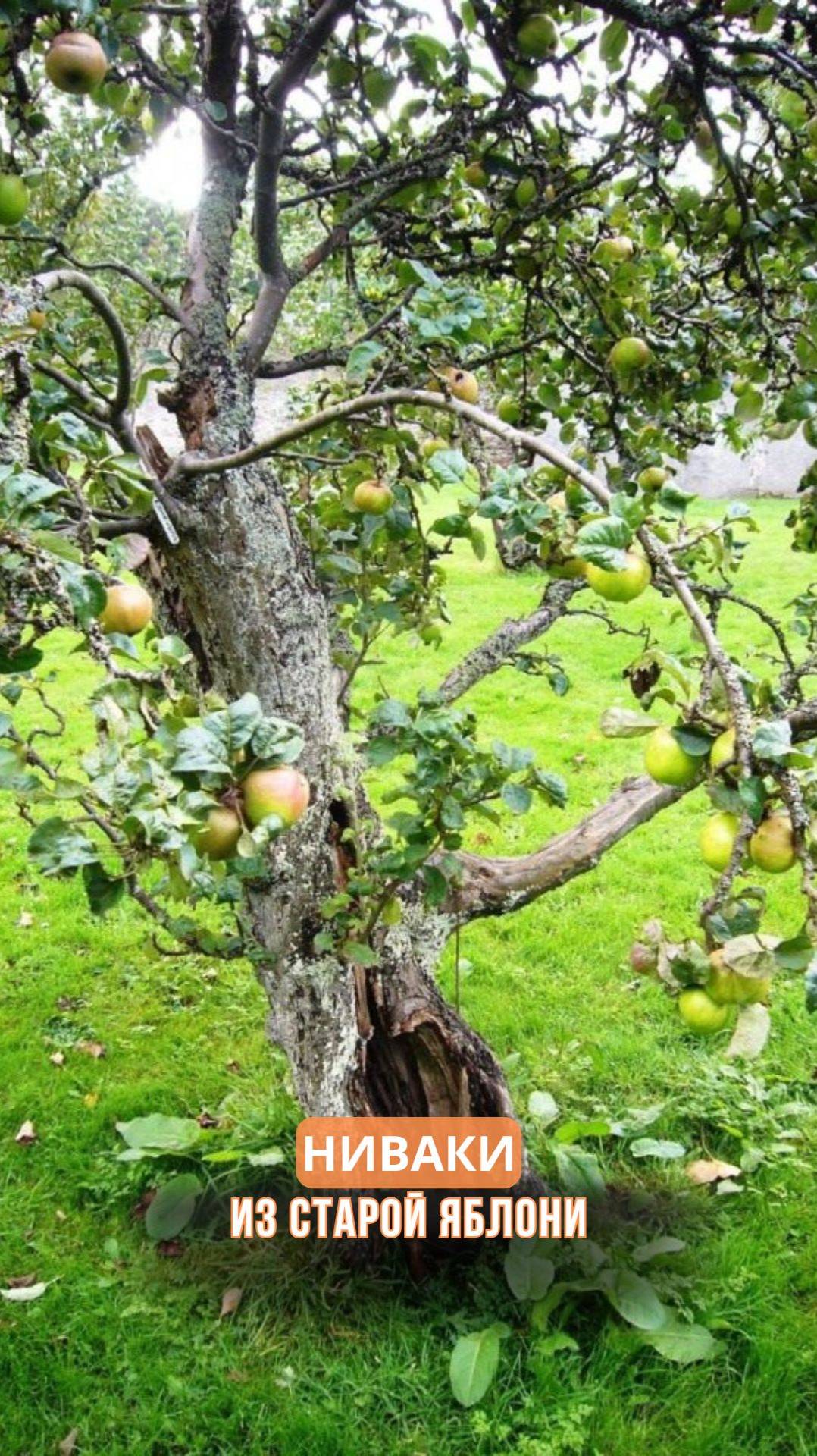 Ниваки из старой яблони смотреть онлайн