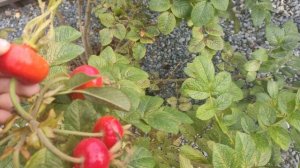 бельгиьскоя астра