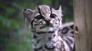 Длиннохвостый котенок маргая и его мама делят на двоих свой ужин.