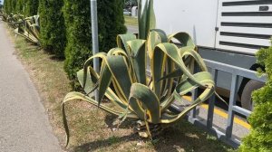 Кактусы в Адлерском районе Сочи