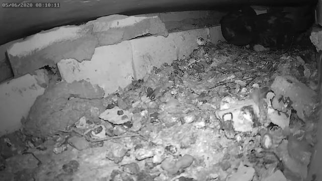 Старший птенец ухаживает за младшим птенцом - The older chick takes care of the younger chick смотреть онлайн