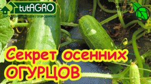 ПОКА МОРОЗ НЕ РАЗЛУЧИТ НАС! Секрет осенних огурцов. огурцы РЕАЛЬНО до заморозков. Подкормка огурцов.