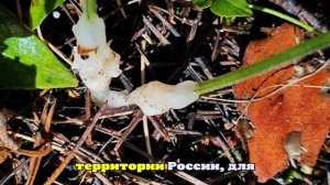 В Томской области обнаружен новый вид гриба — гельвеллосебацин