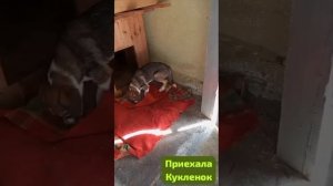 Дела повседневные ,мирские, бытовые.Собачье- кошачьи.