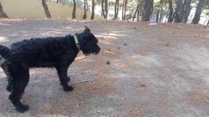 Ялта. Прогулка в лесу Роман-Кош Царина Монплезир. дочь Пули и Зигзага. Лето 25г