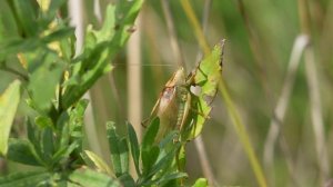 Как и чем поет кузнечик.