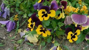 03=05=2025 ник     (17). ЦВЕТ