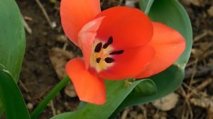 01=04=2025  ник   (93)  ЦВЕТ  .