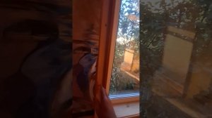 1000034349.mp4 (Собака наблюдает за устройством откосов у оконных проёмов в м/комнате дома А-фрейм)