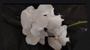 Новичок в моей коллекции. Фаленопсис Big Lipe White Angel. Часть 2.