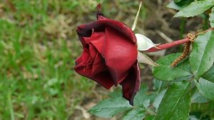 03=05=2025 ник     (9)  ЦВЕТ .