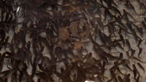 За 7 месяцев 2025 года производство товарной рыбы в Северной Осетии увеличилось более чем на 33%