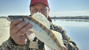 Ловля судака на воблер. Усть-Чая Томская область