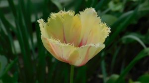 01=05=2025   ТЮЛЬПАН   ник    (6)