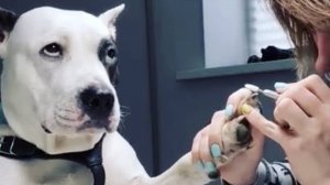 😁 Собаки — комики, которые заслуживают Оскара 😁 Самые смешные видео с животными