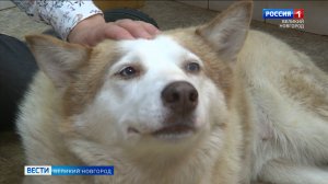 ГТРК СЛАВИЯ Новгородские ветврачи спасли собаку с СВО 12.09.25