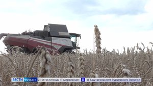 Более половины зерновых и зернобобовых культур убрано в Кузбассе