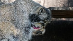 Манул Тимофей из Московского зоопарка начал активную зажировку