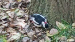 Дятел красавчик