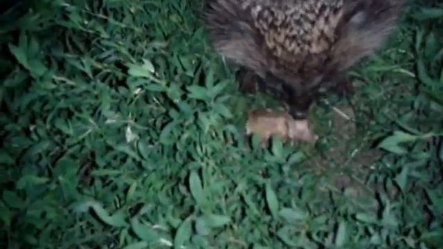 Что ест ёжик - What does a hedgehog eat смотреть онлайн