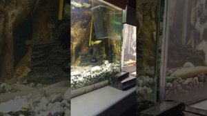 Ура!!! У нас пополнение, родился один малёк  Сделали отсадник своими руками