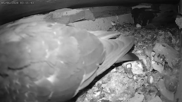 Птенец голубя начал проклёвываться 1 - The baby pigeon began to hatch 1 смотреть онлайн