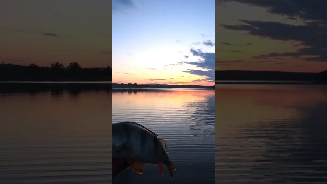 Окунь на Smith Pure #рыбалка #спиннинг #блесна #shorts смотреть онлайн