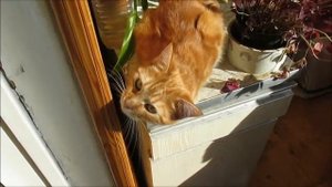 34-2017 Приключения Алисы _) 👍👍👍 _ Elena Pero